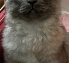 里親 小型 大阪 犬