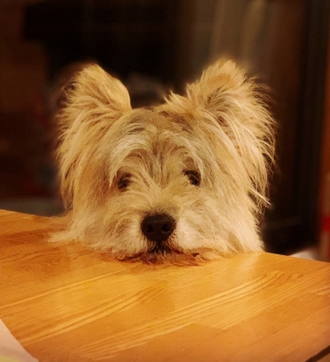 犬種 ミックス 雑種 その他系 の里親募集 ロンリーペット