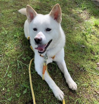 犬種 ミックス 雑種 その他系 の里親募集 ロンリーペット