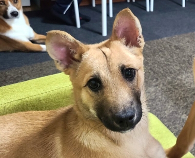 犬種 ミックス 雑種 その他系 の里親募集 ロンリーペット