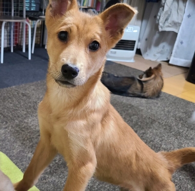 犬種 ミックス 雑種 その他系 の里親募集 ロンリーペット